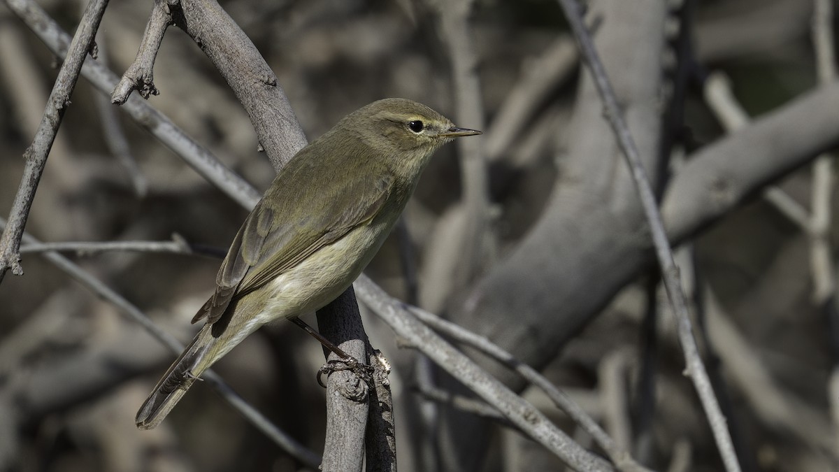 Common Chiffchaff (Common) - ML534272801