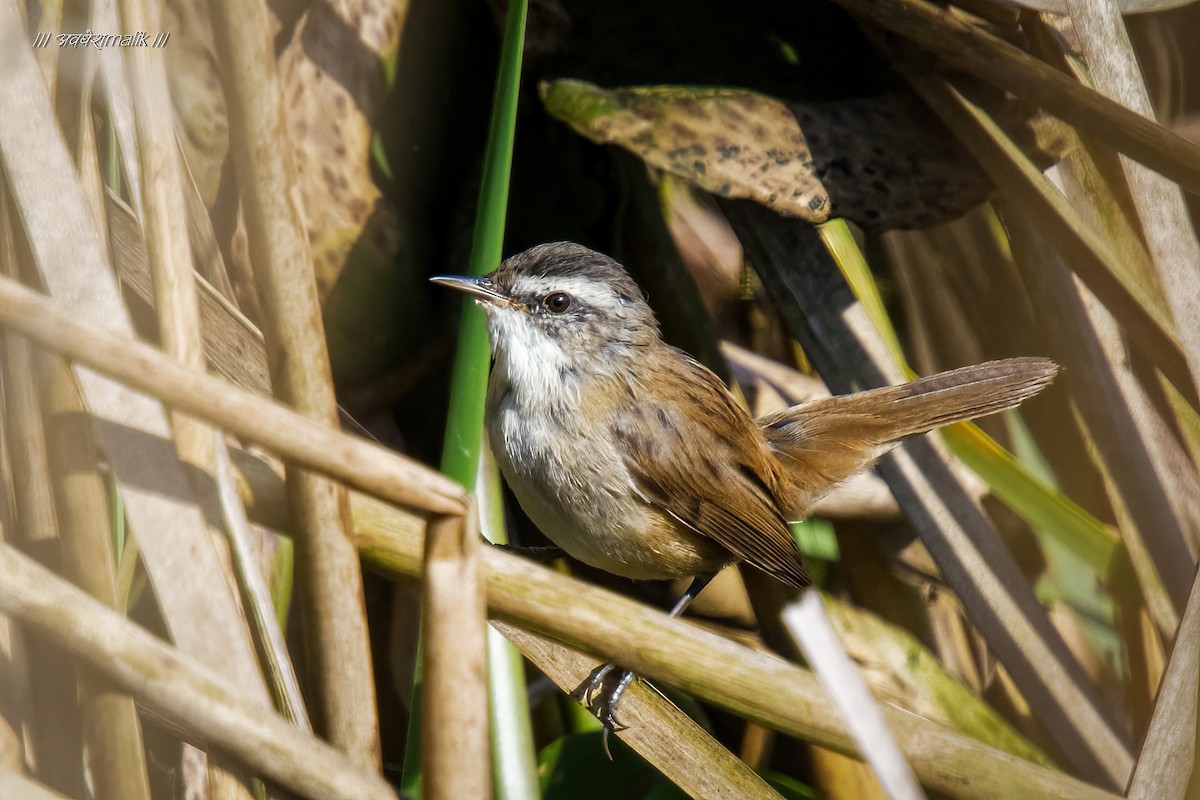 Moustached Warbler - ML534273051