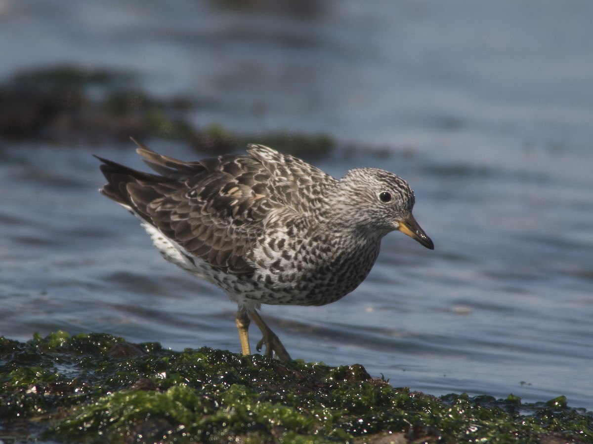 Surfbird - ML53427331