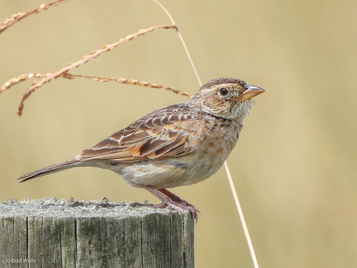 Singing Bushlark (Australasian) - ML534273421