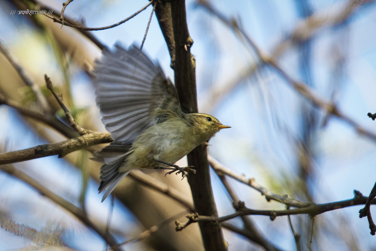 Brooks's Leaf Warbler - ML534273501