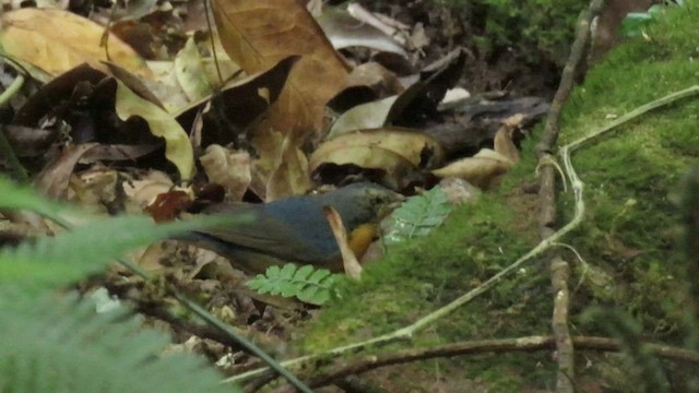 Indian Blue Robin - ML534274151