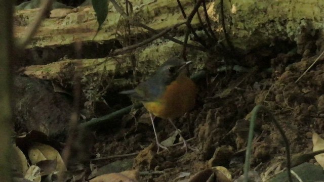 Indian Blue Robin - ML534274221