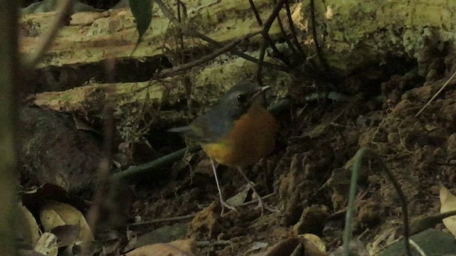 Indian Blue Robin - ML534274221