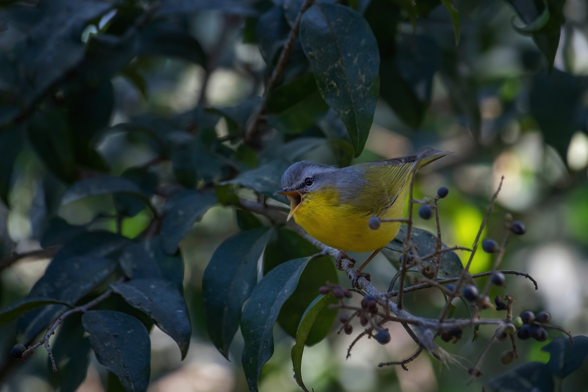 Gray-hooded Warbler - ML534276841