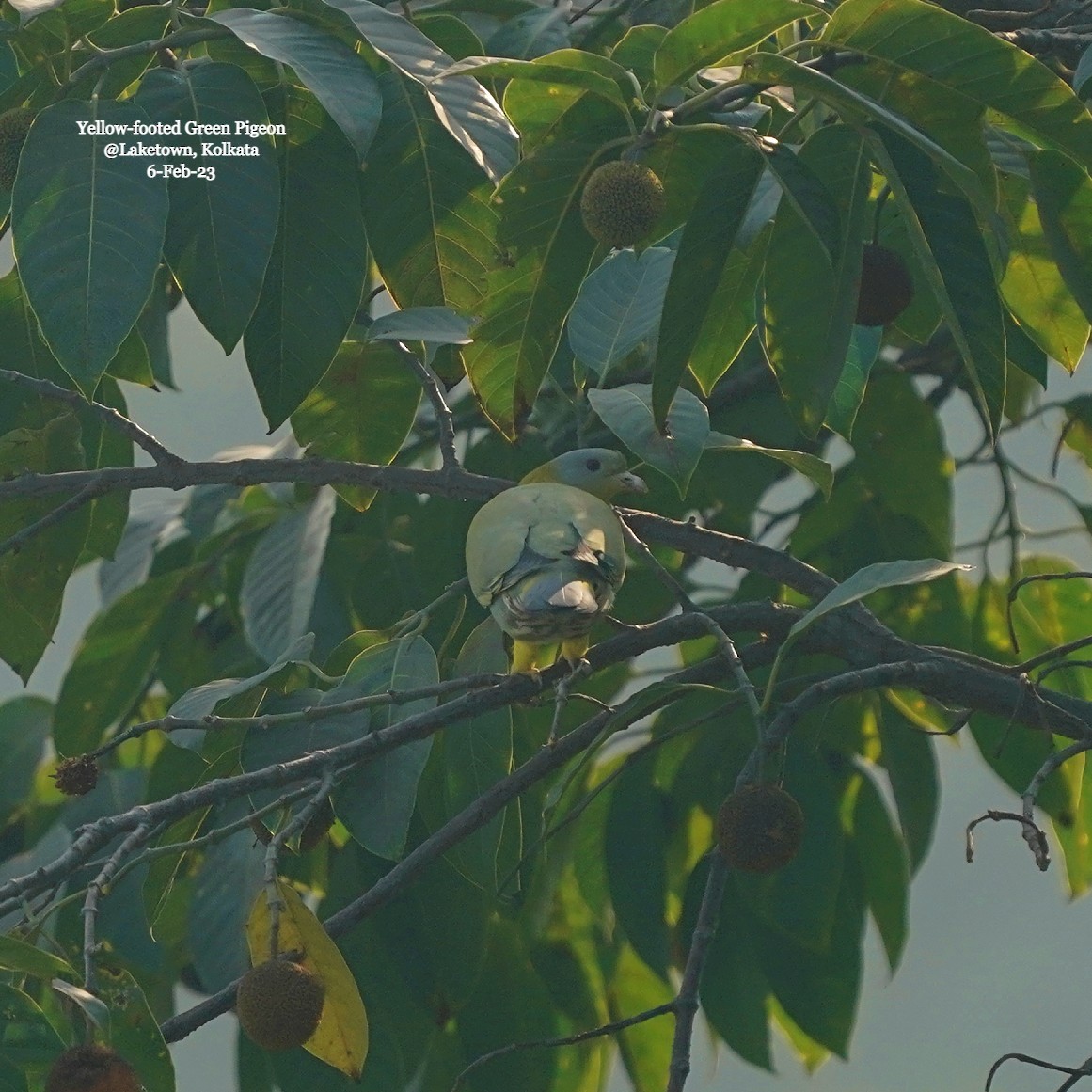 Yellow-footed Green-Pigeon - ML534277881