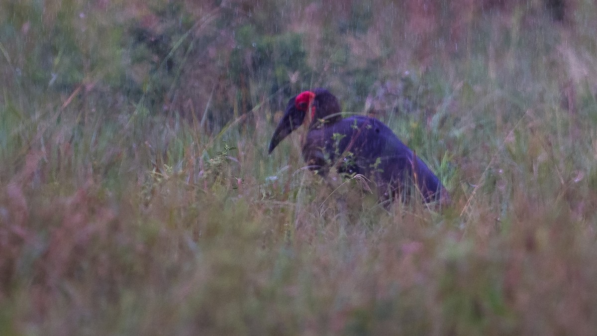 Southern Ground-Hornbill - ML534278011