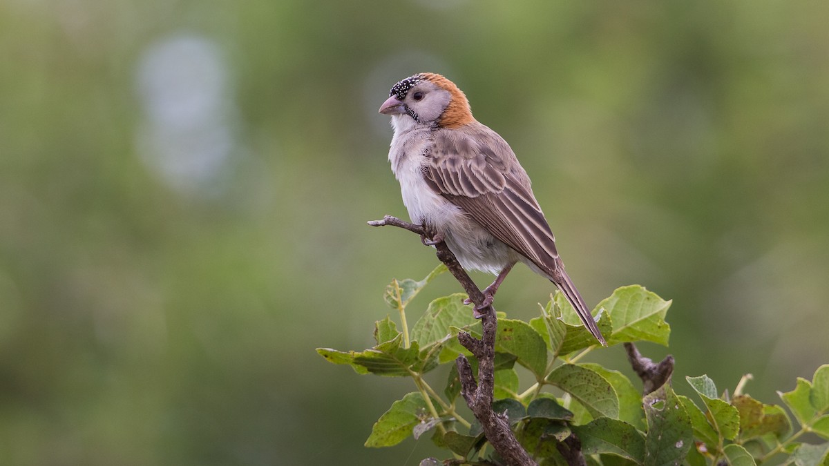Speckle-fronted Weaver - David Newell