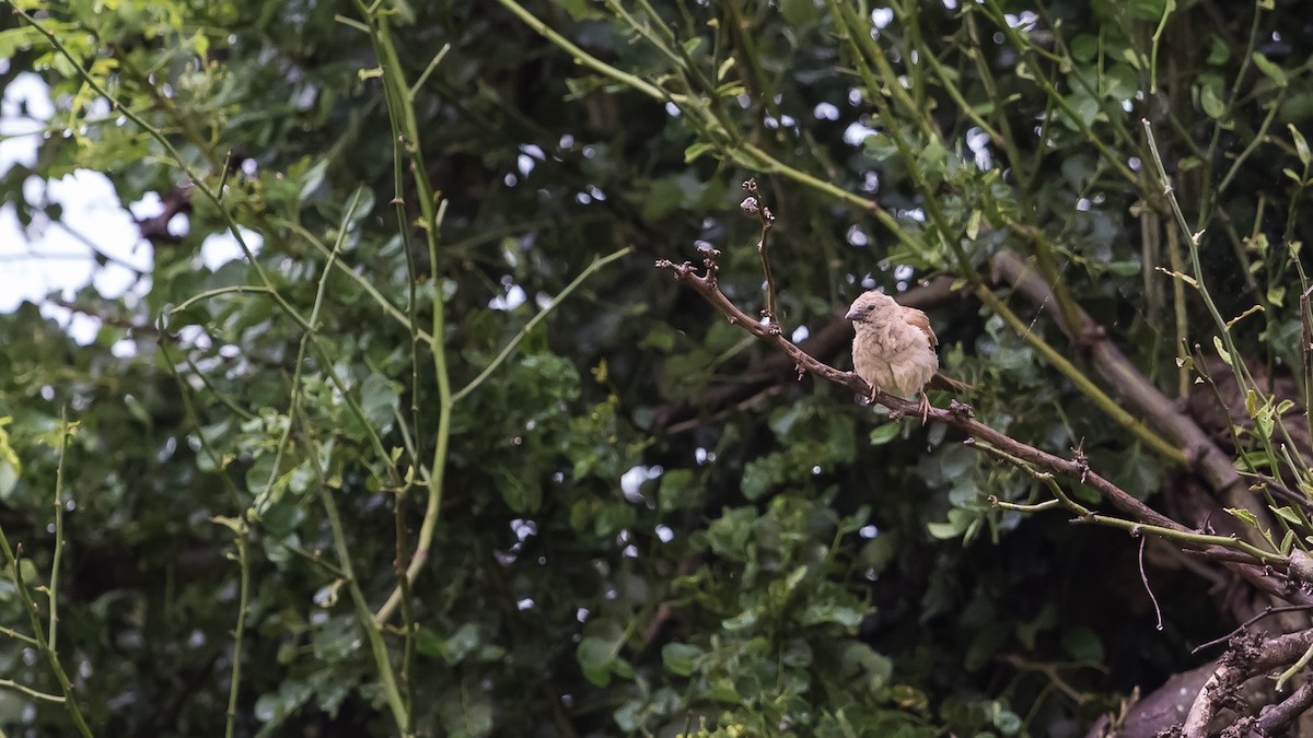 Northern Gray-headed Sparrow - ML534278751