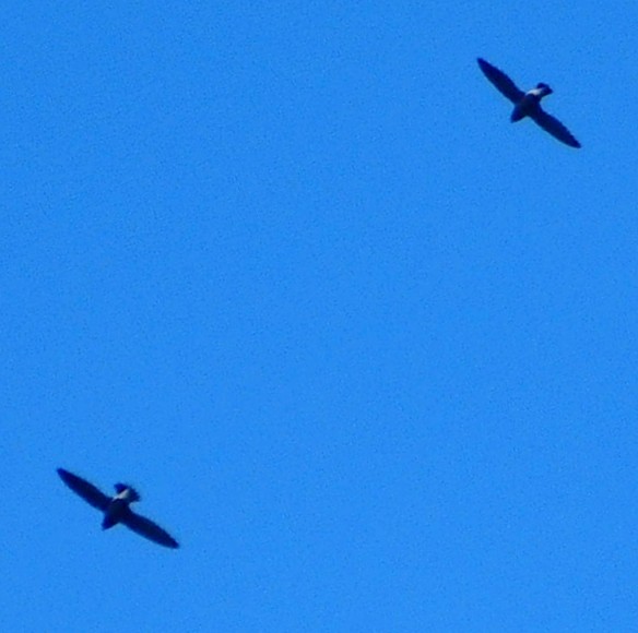Brown-backed Needletail - ML534279931