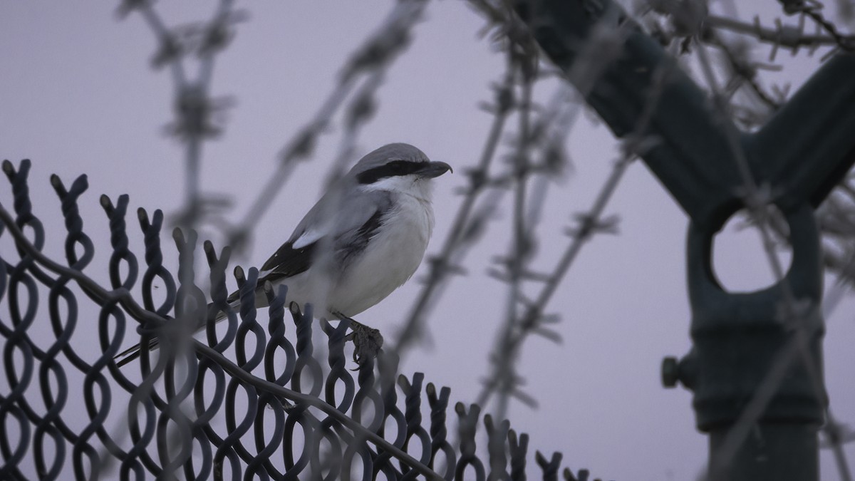 Great Gray Shrike (Steppe) - Markus Craig