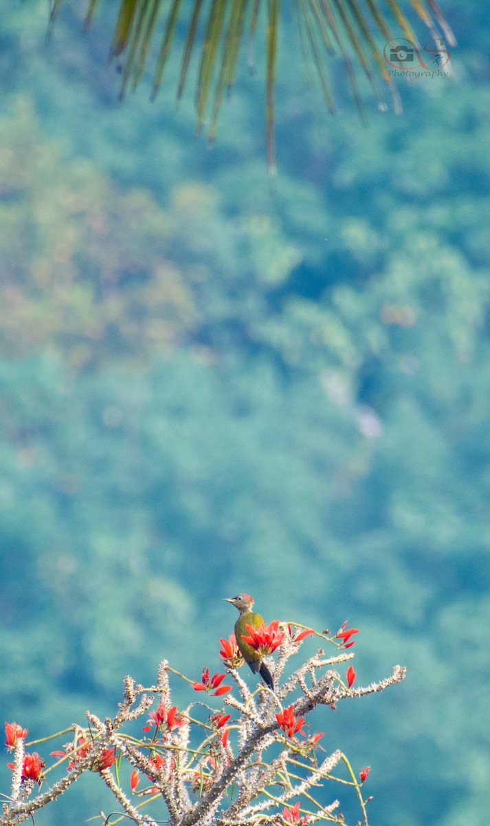 Lesser Yellownape - ML534279951