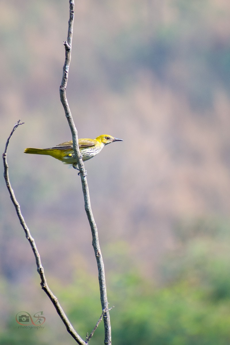 Indian Golden Oriole - ML534280201