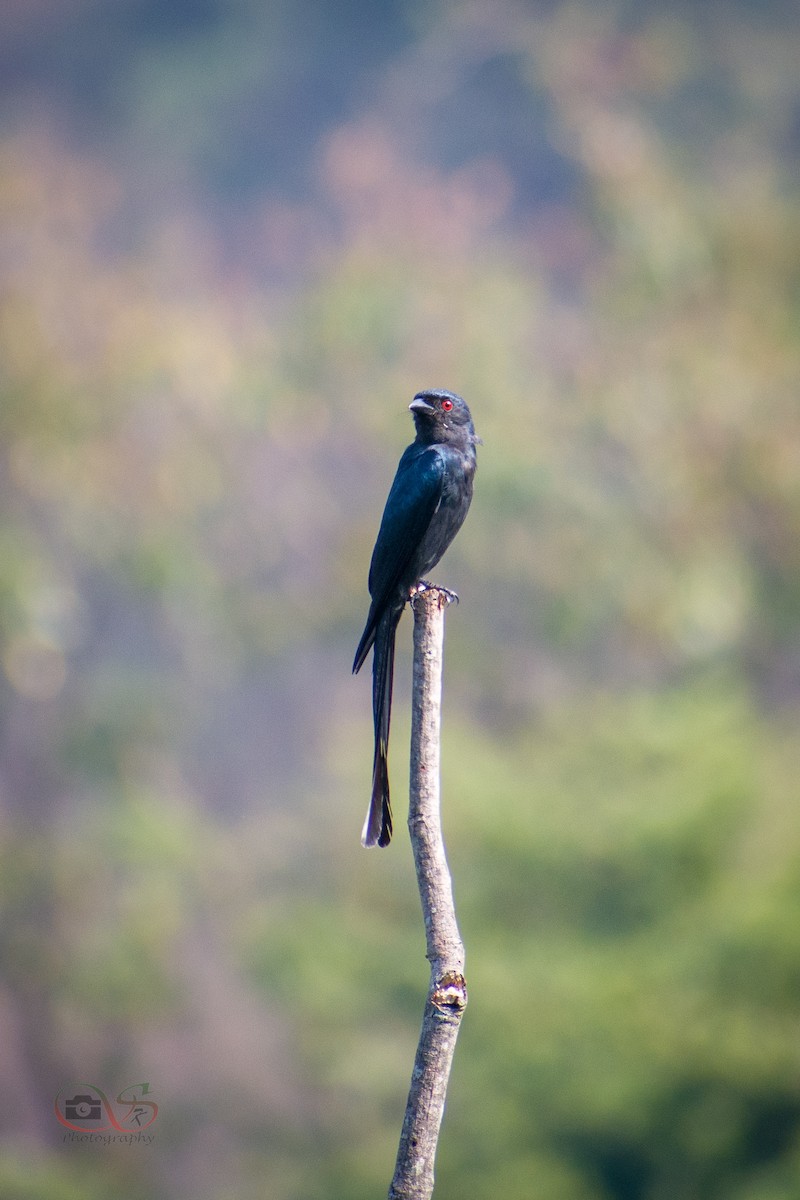 Ashy Drongo - ML534280281