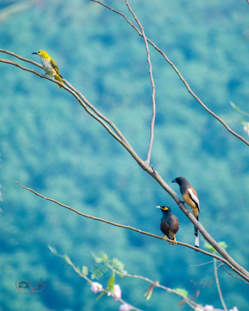 Rufous Treepie - ML534280331