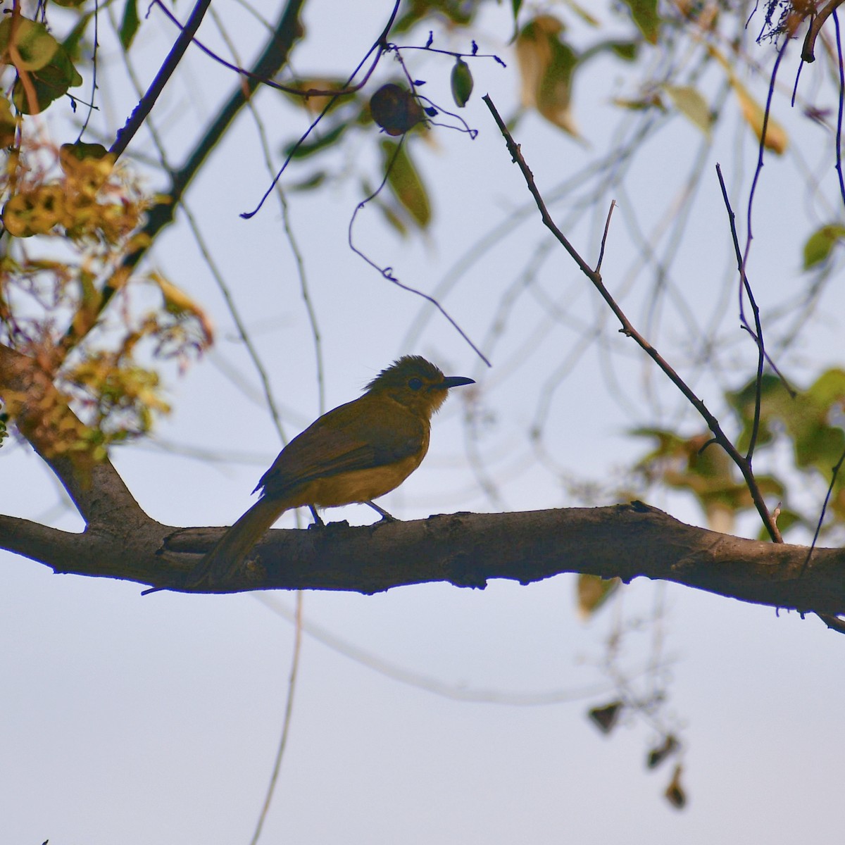 Yellow-browed Bulbul - ML534280531