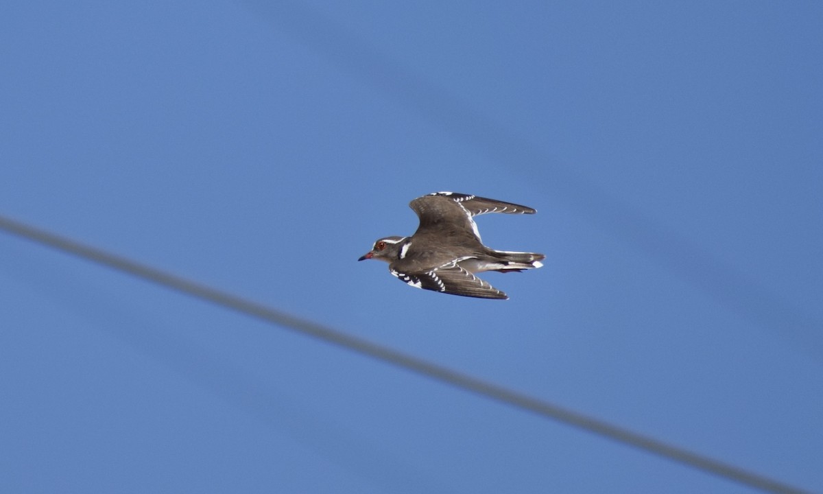 Three-banded Plover - Jacob Henry