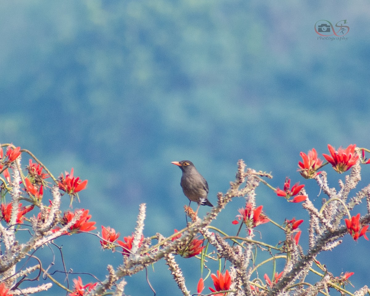 Indian Blackbird - ML534280641