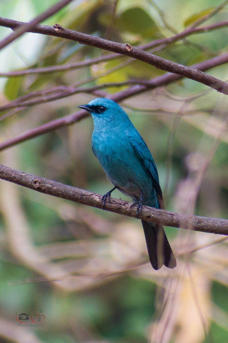 Verditer Flycatcher - ML534280711