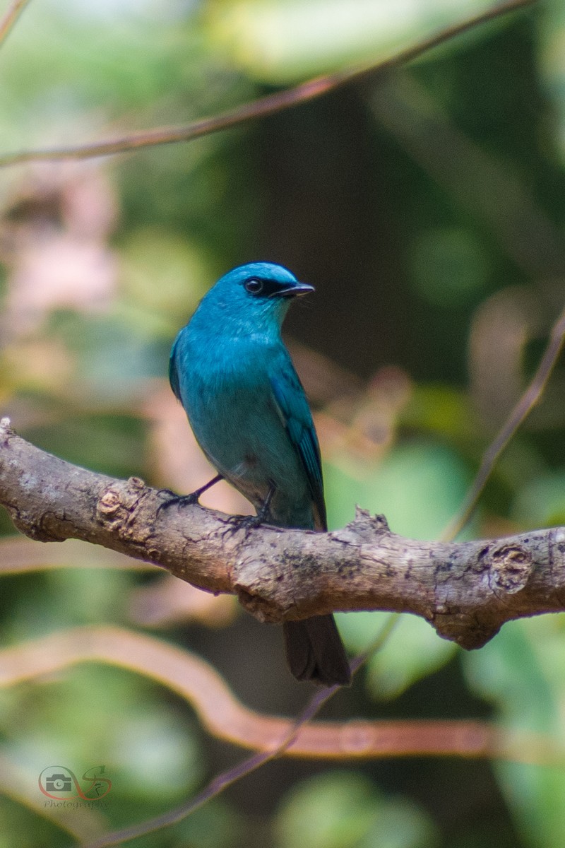 Verditer Flycatcher - ML534280751