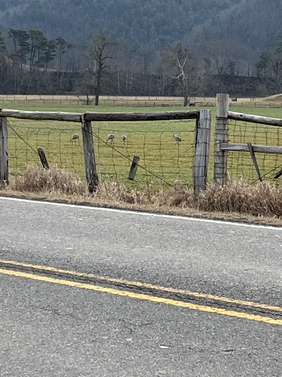 Sandhill Crane - ML534281061