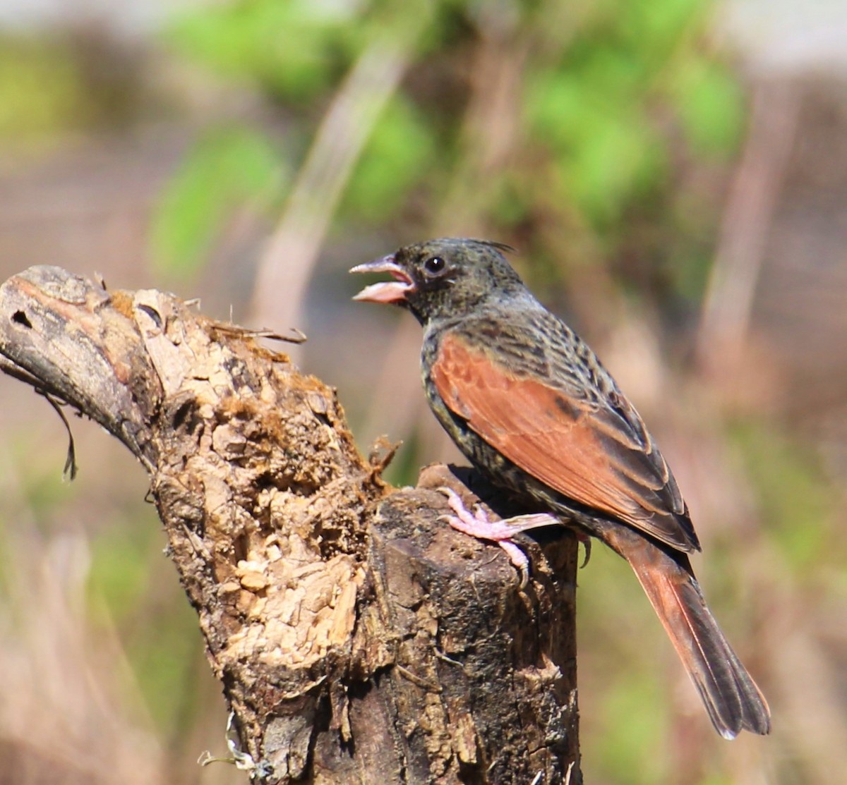 Crested Bunting - Che-Lun Chang