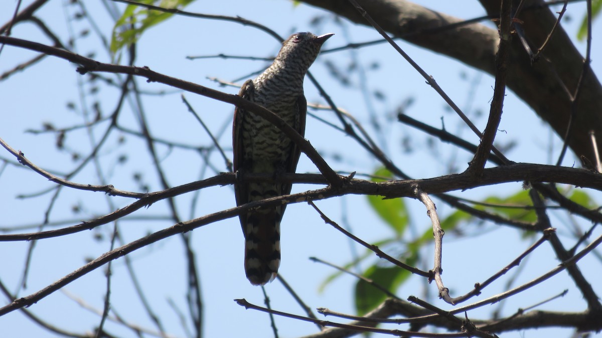 Violet Cuckoo - ML534281731