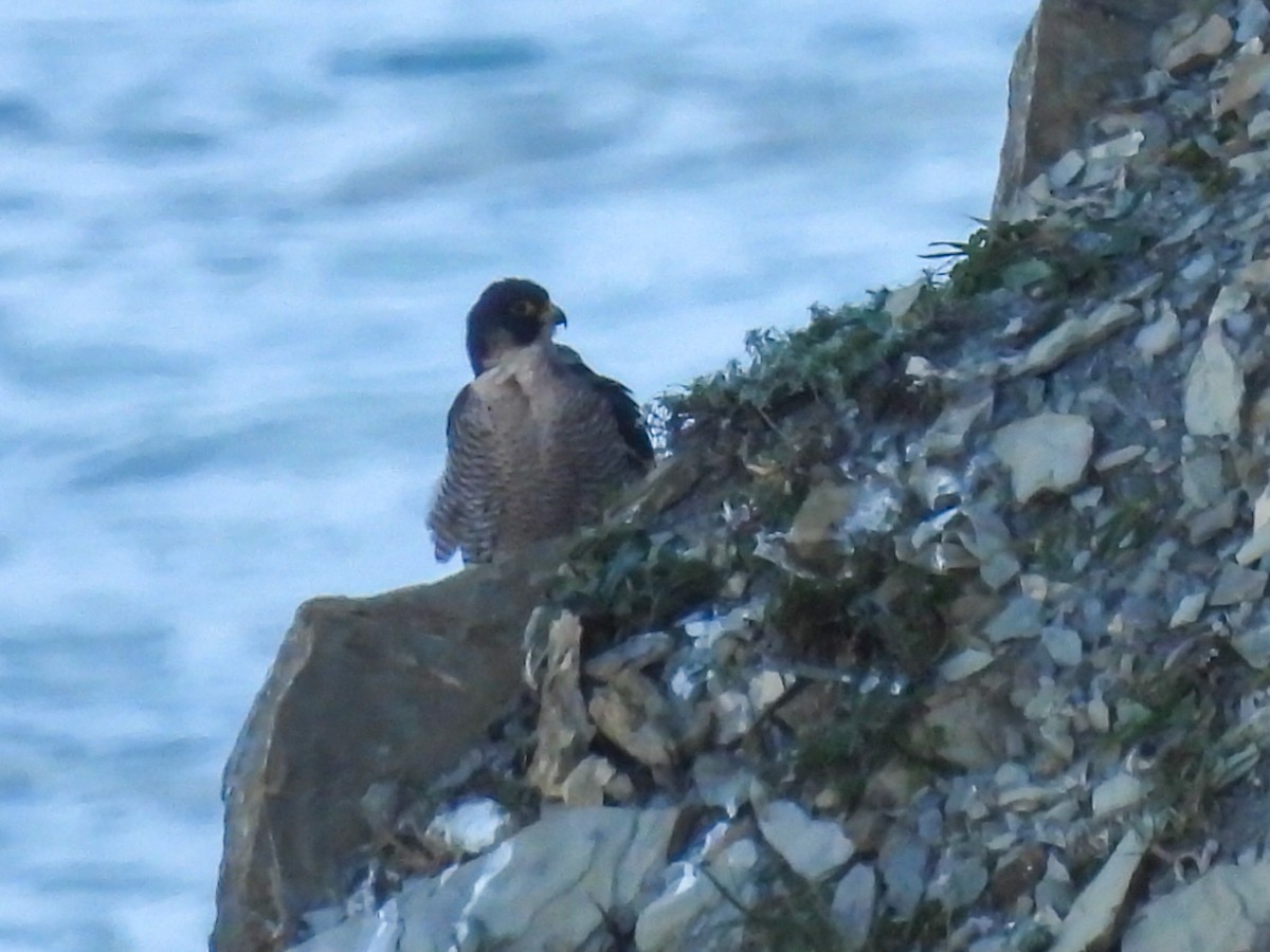 Peregrine Falcon - ML534284491