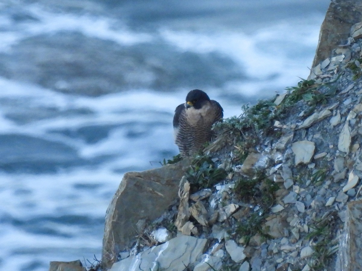 Peregrine Falcon - ML534284501