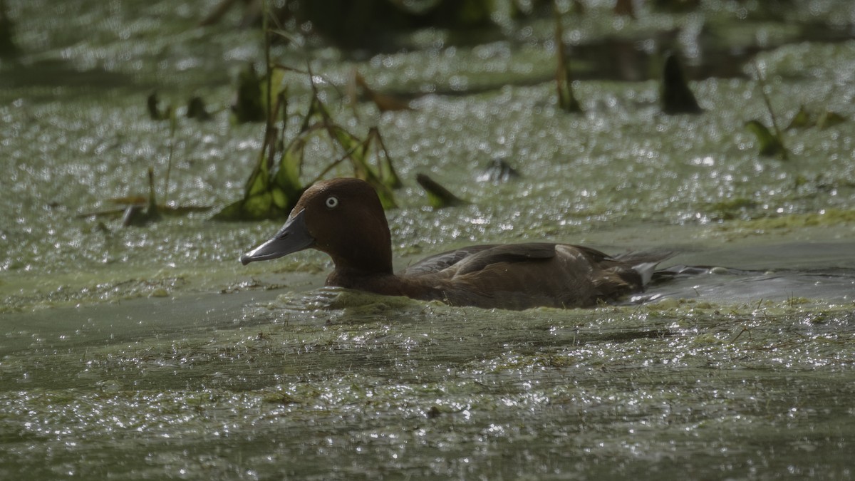 Ferruginous Duck - ML534286211