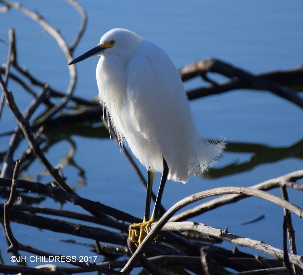 Snowy Egret - John Childress