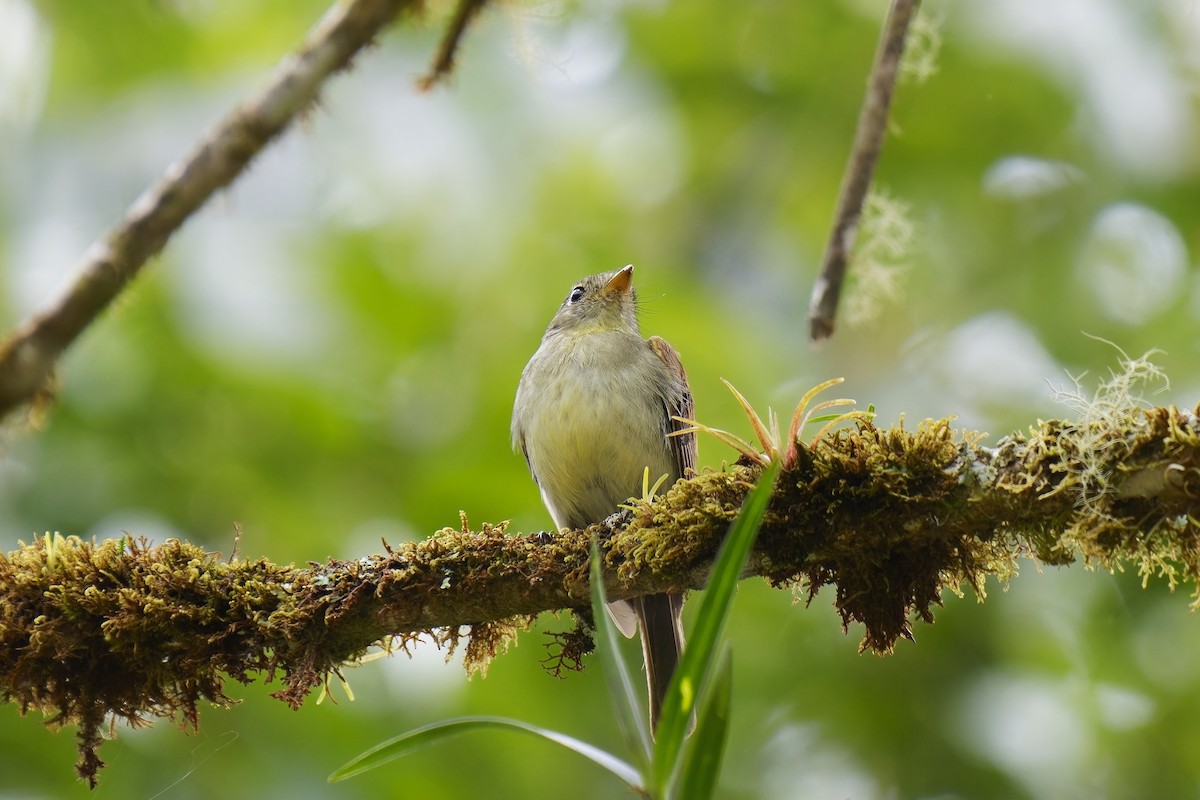 Roraiman Flycatcher - Holger Teichmann