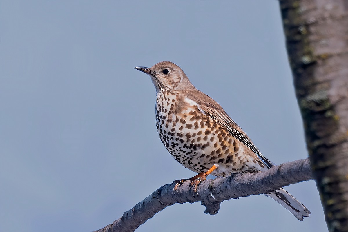 Mistle Thrush - ML534286851