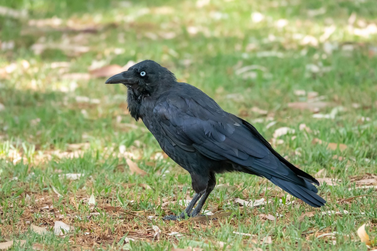 Australian Raven - ML534288371