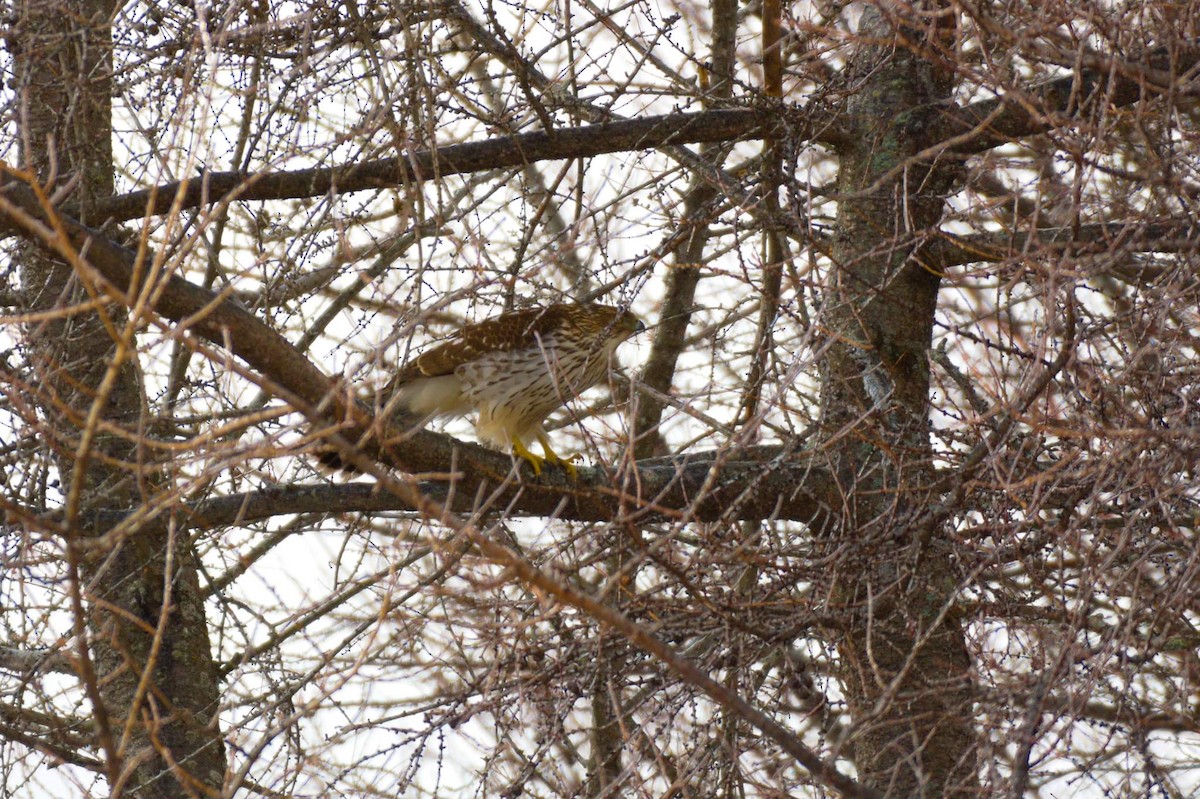 Cooper's Hawk - ML534288681