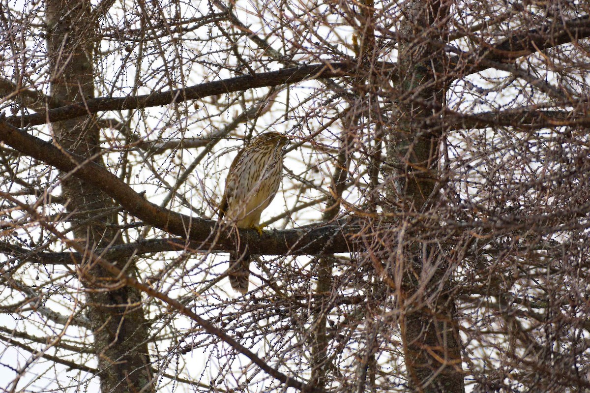 Cooper's Hawk - Marco Vachon