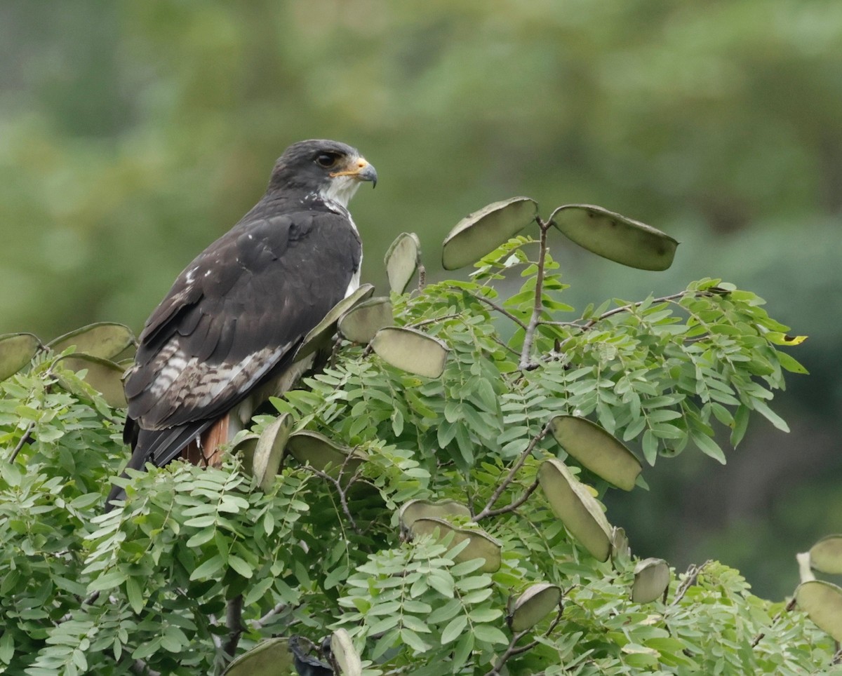 Augur Buzzard (Augur) - ML534288741