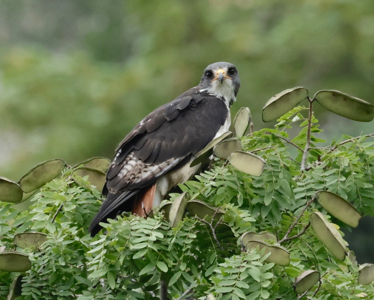 Augur Buzzard (Augur) - ML534288751