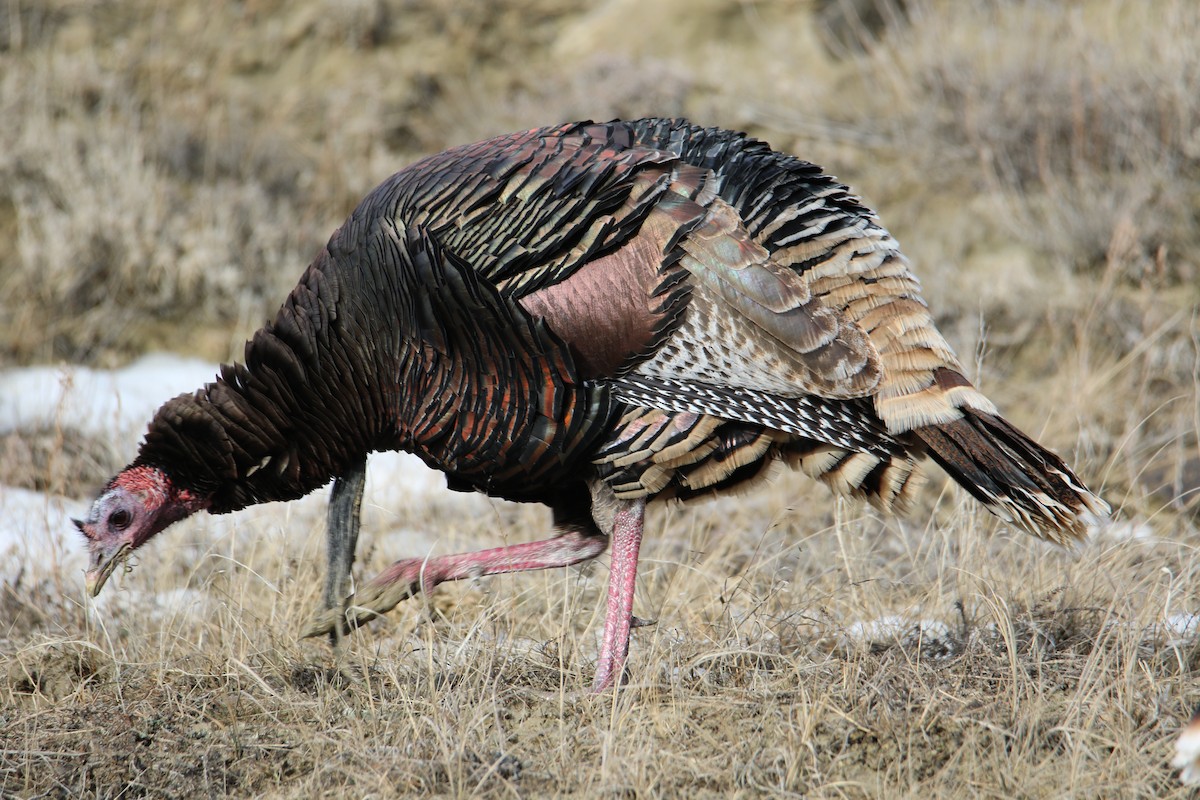 Wild Turkey - Dean Rummel