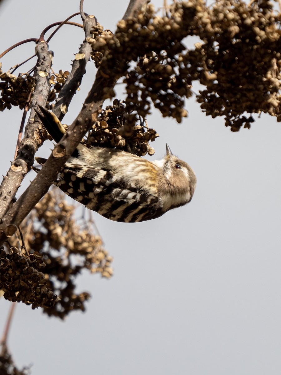 Japanese Pygmy Woodpecker - ML534293141