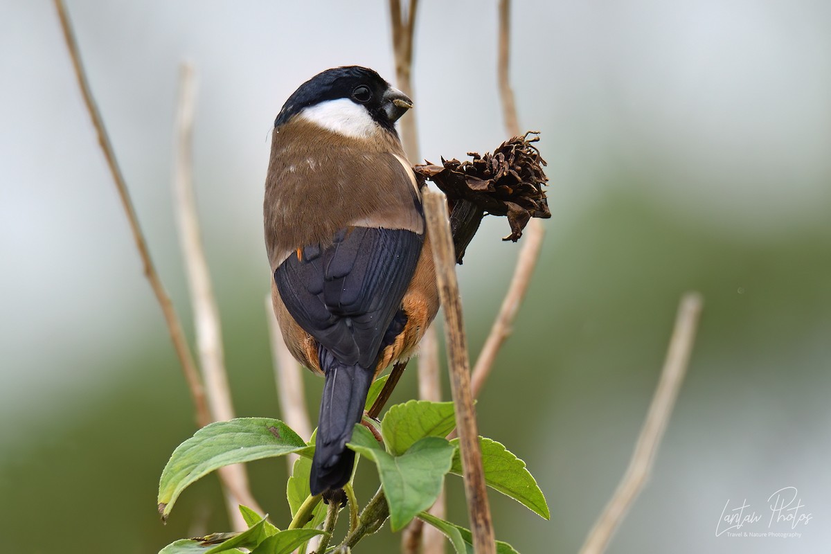 White-cheeked Bullfinch - ML534293221