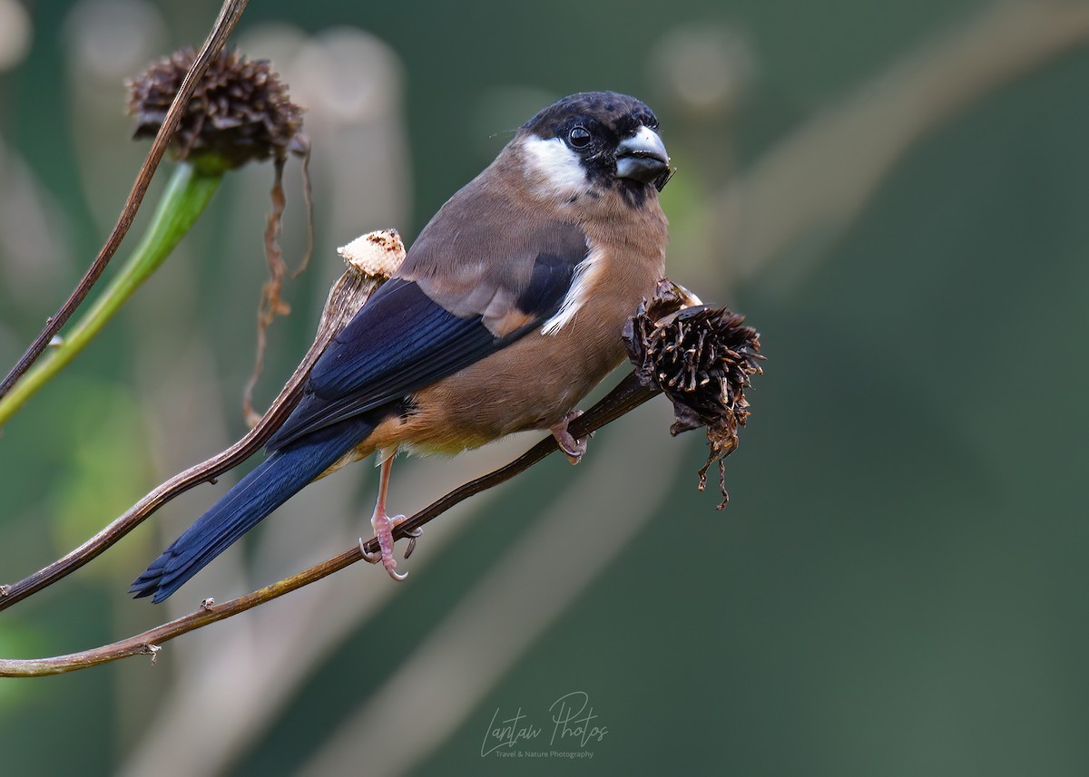 White-cheeked Bullfinch - ML534293231