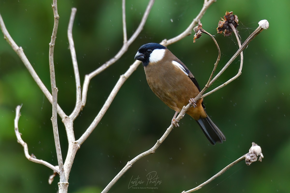 White-cheeked Bullfinch - Allan Barredo