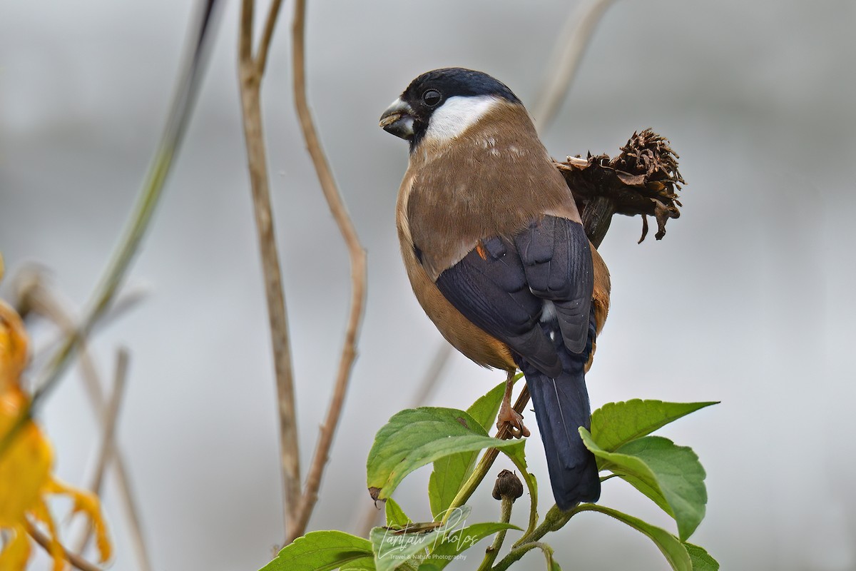 White-cheeked Bullfinch - ML534293251