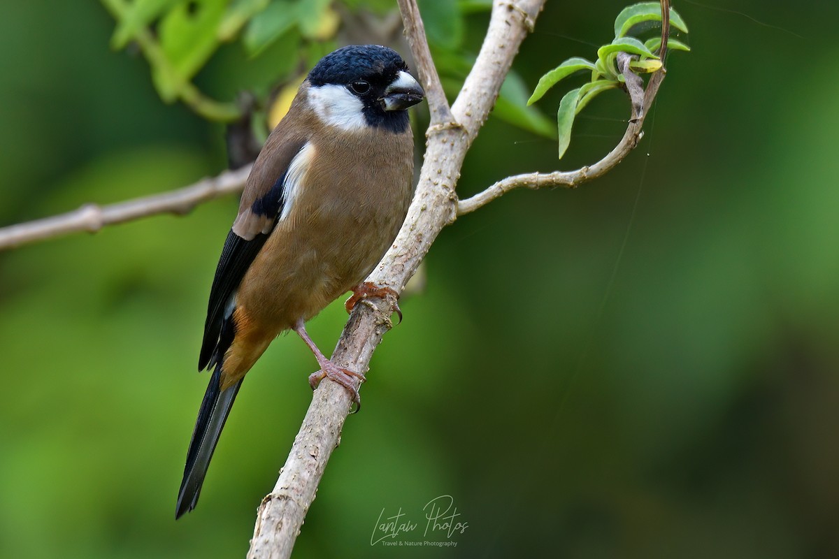 White-cheeked Bullfinch - ML534293261