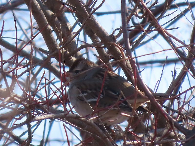 White-crowned Sparrow - ML534294741