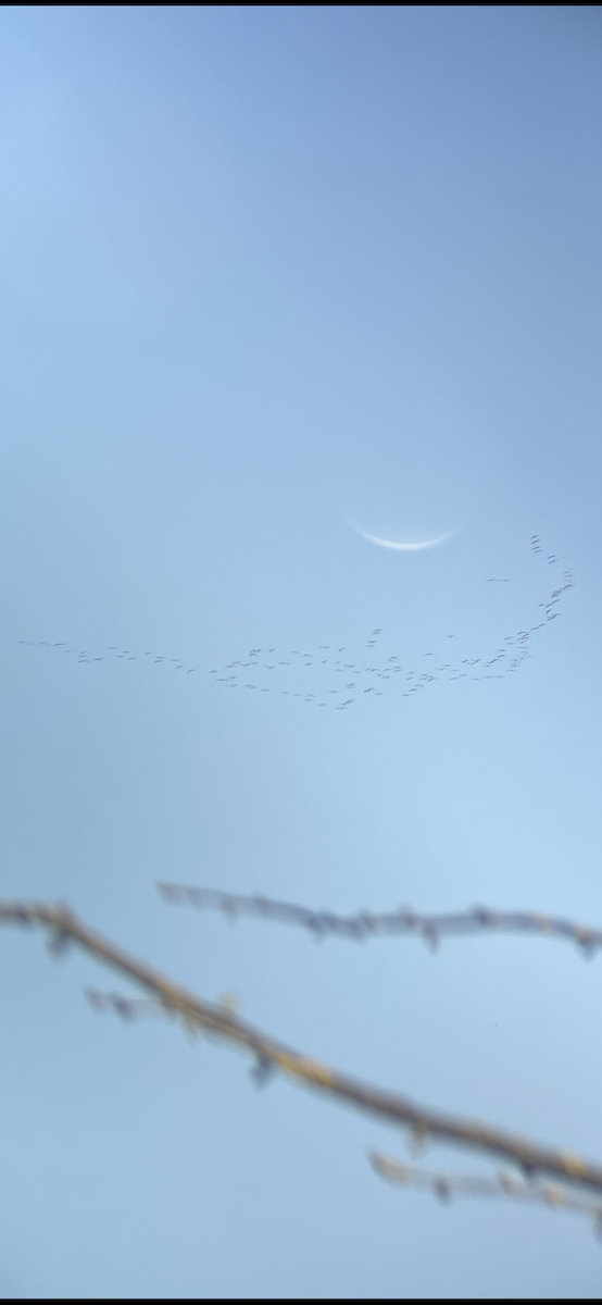 Common Crane - ML534296081