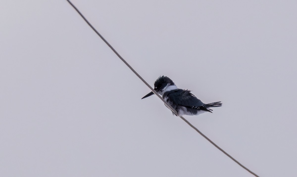 Belted Kingfisher - ML534296151