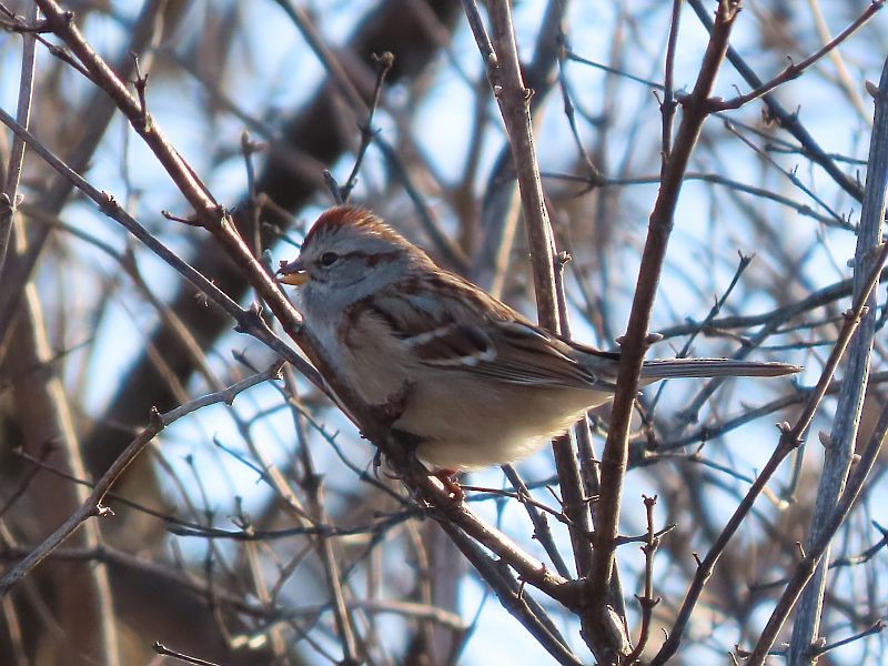 American Tree Sparrow - Tracy The Birder