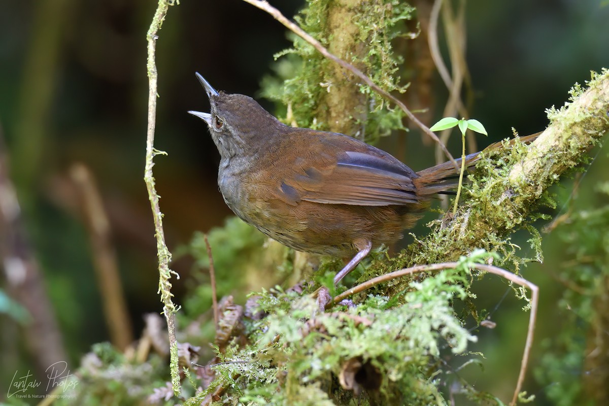 Long-tailed Bush Warbler - Allan Barredo